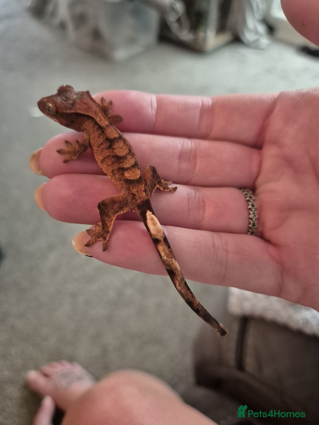 Gecko reptiles for sale: Leopard and crested geckos - Image 1