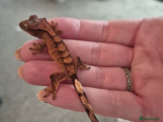 Gecko reptiles - Advert 19