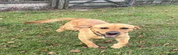 Labrador Retriever dogs for sale: Labrador, fantastic male for sale  in Market Rasen - Advert 2