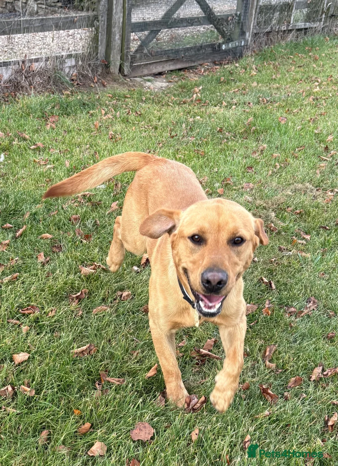 Labrador Retriever dogs for sale: Labrador, fantastic male for sale  in Market Rasen - Advert 2