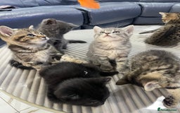 British Shorthair cats for sale: 9 British short hair kitten 2 different mother  - Image 3