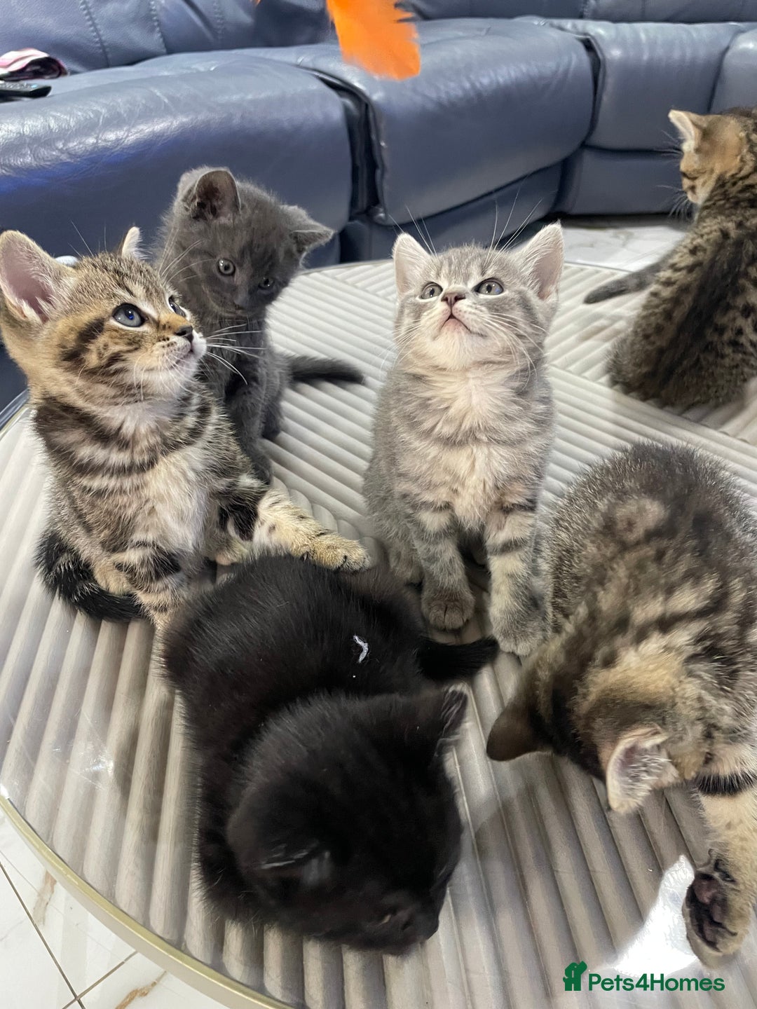 British Shorthair cats for sale: 9 British short hair kitten 2 different mother  - Image 3