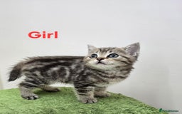 British Shorthair cats for sale: British Shorthaired kittens  - Image 6