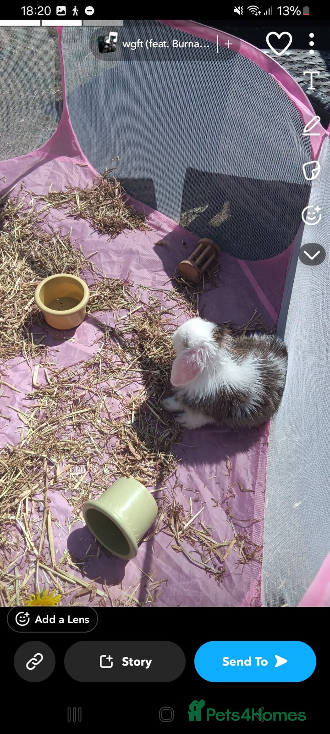 Mini Lop rabbits for sale: Friendly, clingy mini lop  - Image 5