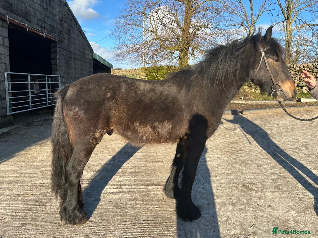 Fell horses for sale: Star (Ingledale Rising Star)  in Skipton - Advert 5