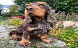 Cocker Spaniel dogs for stud: KC Superb example Classic SHOW Cocker Stud in Ruthin - Image 3