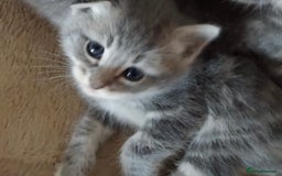 British Longhair cats for sale: 5 silver BSH kittens - Image 4