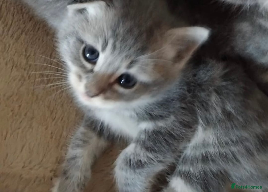 British Longhair cats for sale: 5 silver BSH kittens - Image 4