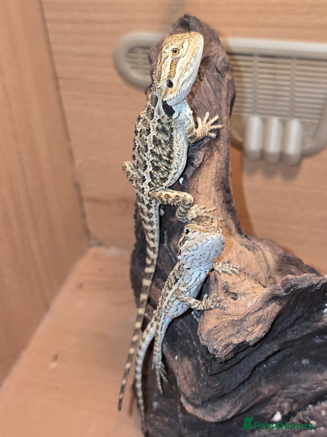 Bearded Dragon reptiles for sale: Baby bearded dragons with tint red 2 for £90 - Image 4