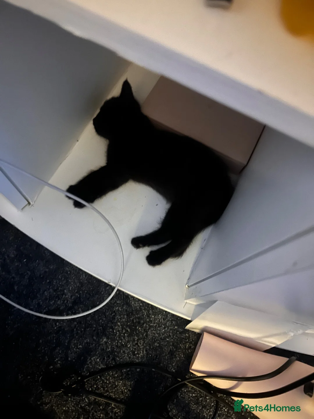 Mixed Breed cats for sale: 5 female kittens - Advert 2