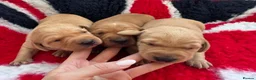 Labrador Retriever dogs for sale: Labrador retriever pups for sale - Advert 8