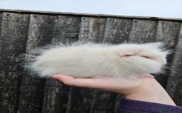 Guinea Pig rodents for sale: 3 baby swiss boars - Image 8