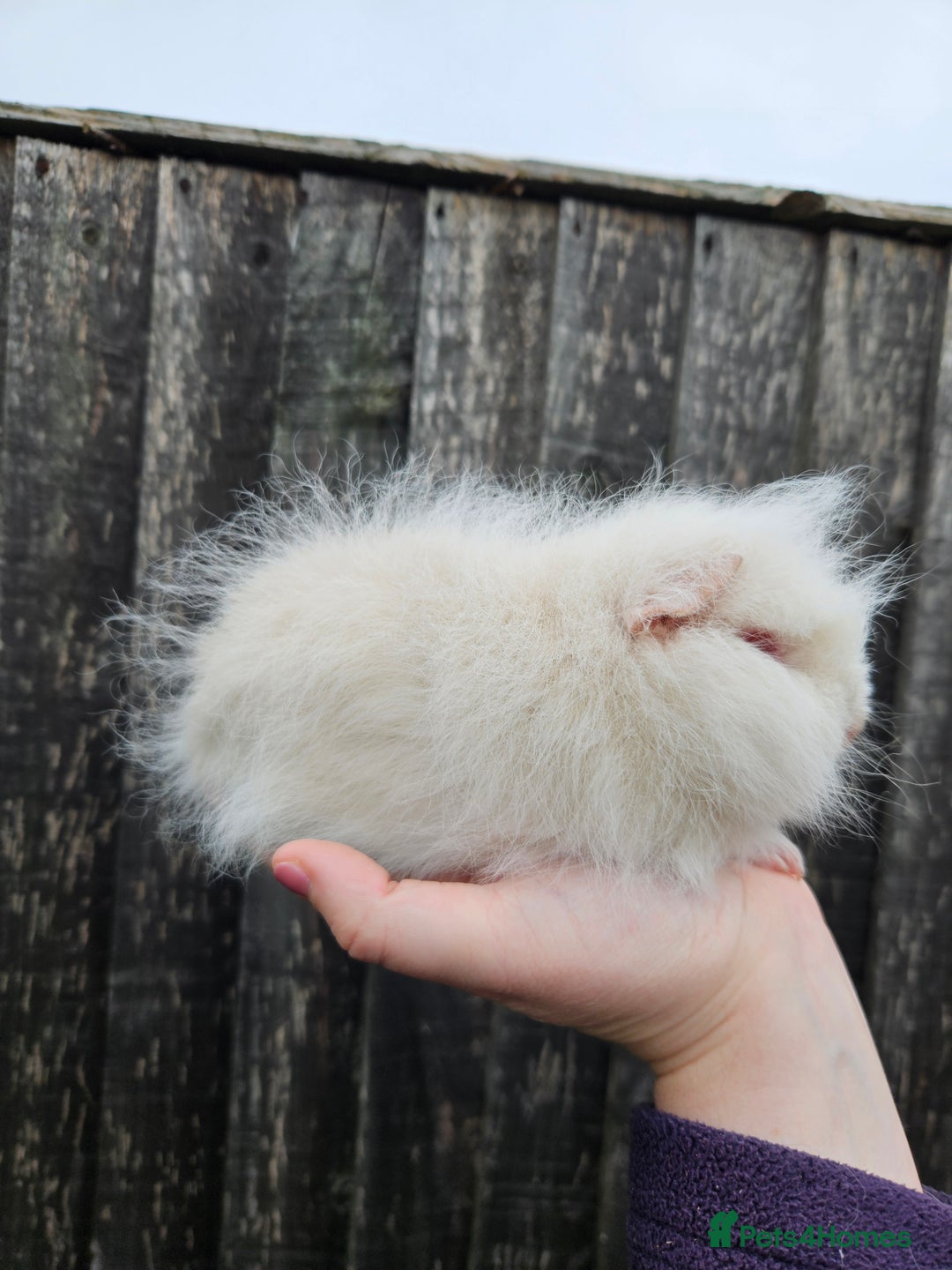 Guinea Pig rodents for sale: 3 baby swiss boars - Image 8