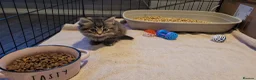 Mixed Breed cats for sale: 5 kittens *2boys**3 girls* available 31st May - Advert 12