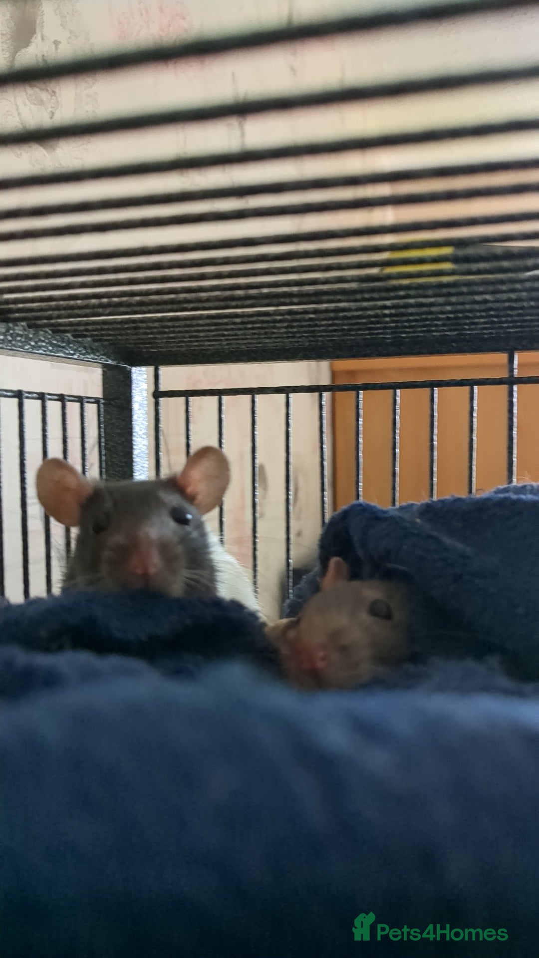 Rat rodents for sale: Three female rats six months old  - Advert 3