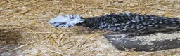Chickens poultry for sale: Polkies and silkies for sale  - Advert 12