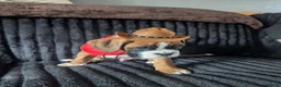 Boxer dogs for sale: Stunning boxer puppies  - Advert 28