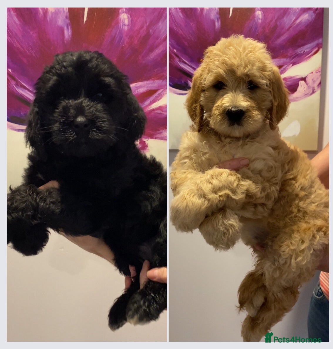 Labradoodle dogs LAST 4 STANDARD MULITIGENERATIONAL DOUBLE DOODLES - Advert 13
