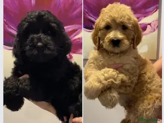 Labradoodle dogs LAST 4 STANDARD MULITIGENERATIONAL DOUBLE DOODLES - Advert 13