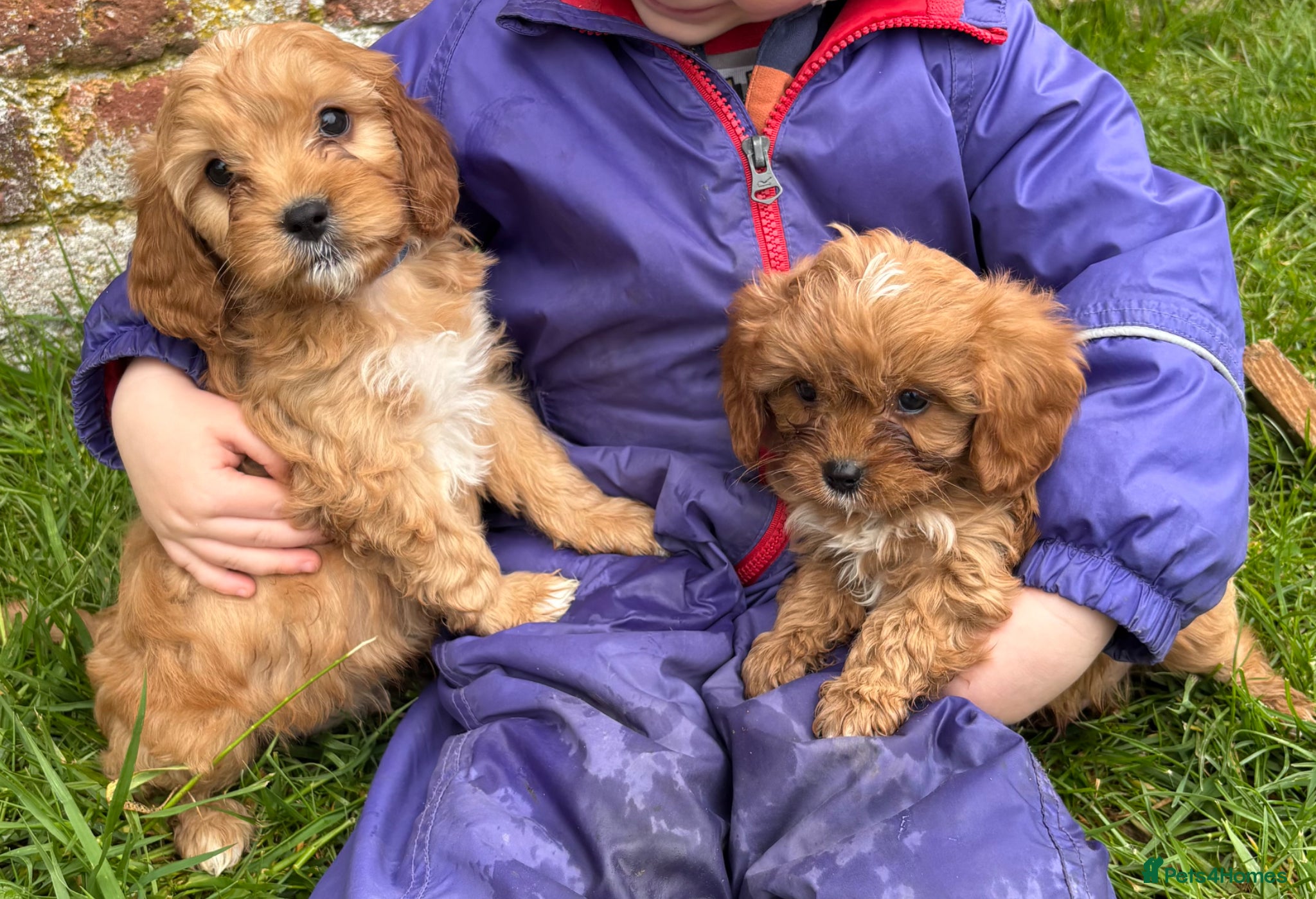 Cavapoo dogs Stunning Special Red F1 Cavapoo Puppies KC Parents - Advert 15