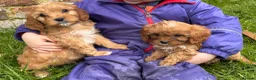 Cavapoo dogs for sale: Special Red F1 Cavapoo Puppies KC Parents DNA Test - Advert 4
