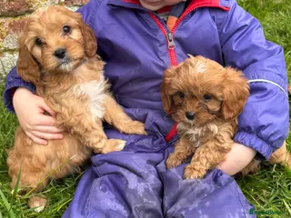 Cavapoo dogs Stunning Special Red F1 Cavapoo Puppies KC Parents - Advert 18