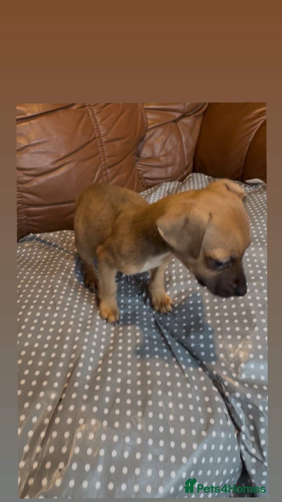 Jack Russell dogs for sale: ❗️1 boy left❗️barney paws and much Wenlock jr pup - Advert 4