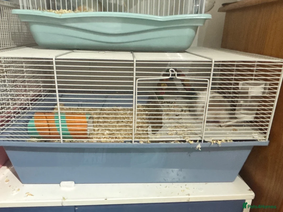 Hamster rodents for sale: Long hair Male Syiran hamster  - Advert 9