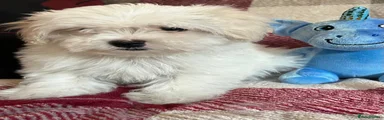 Mixed Breed 2