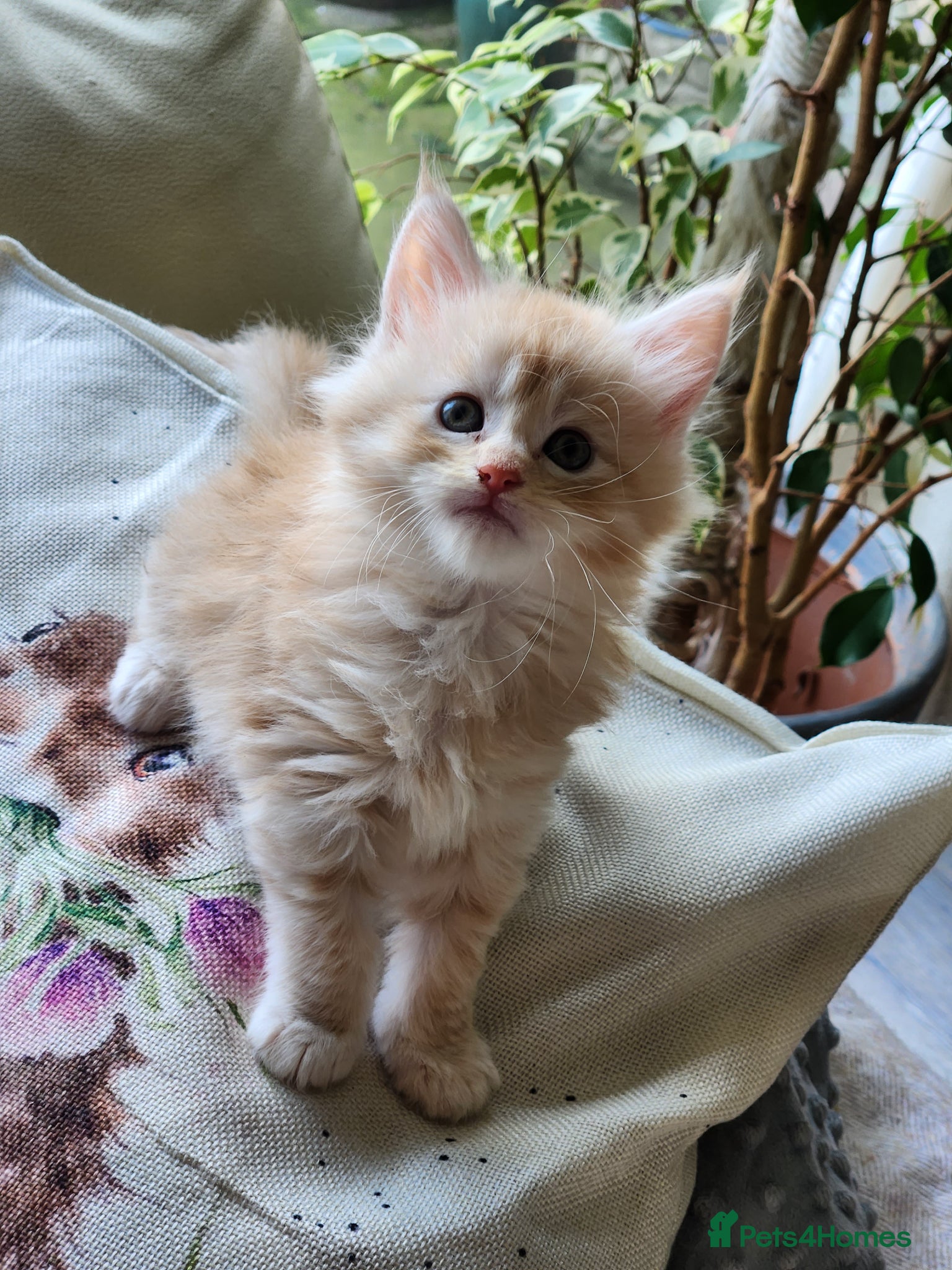 Maine Coon cats Maine Coon Kittens ready April - Advert 7