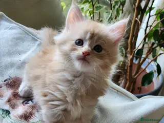 Maine Coon cats Maine Coon Kittens ready April - Advert 7