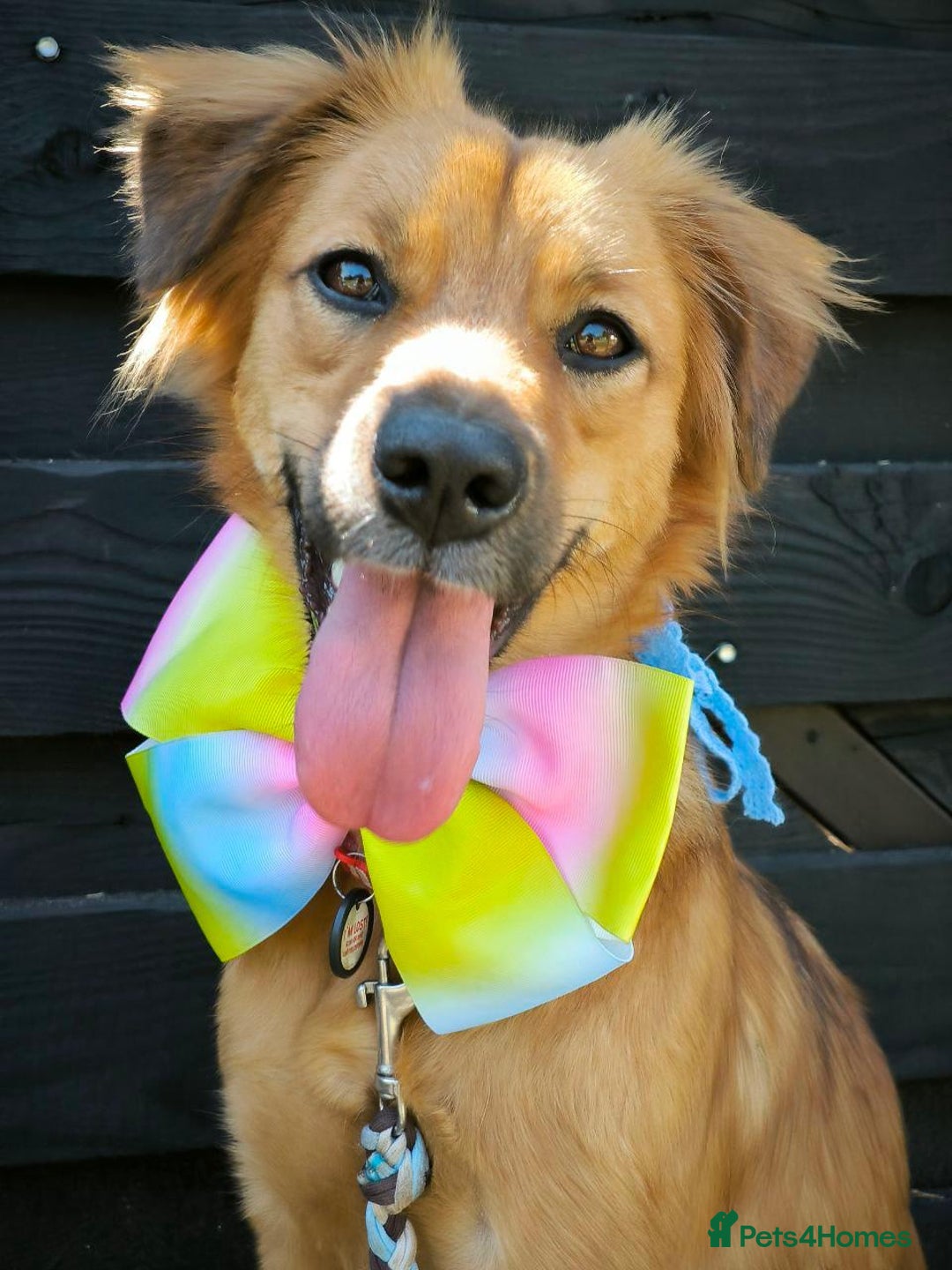 Mixed Breed dogs for adoption: 🐶💖 MIAH 💖🐶 - Image 27