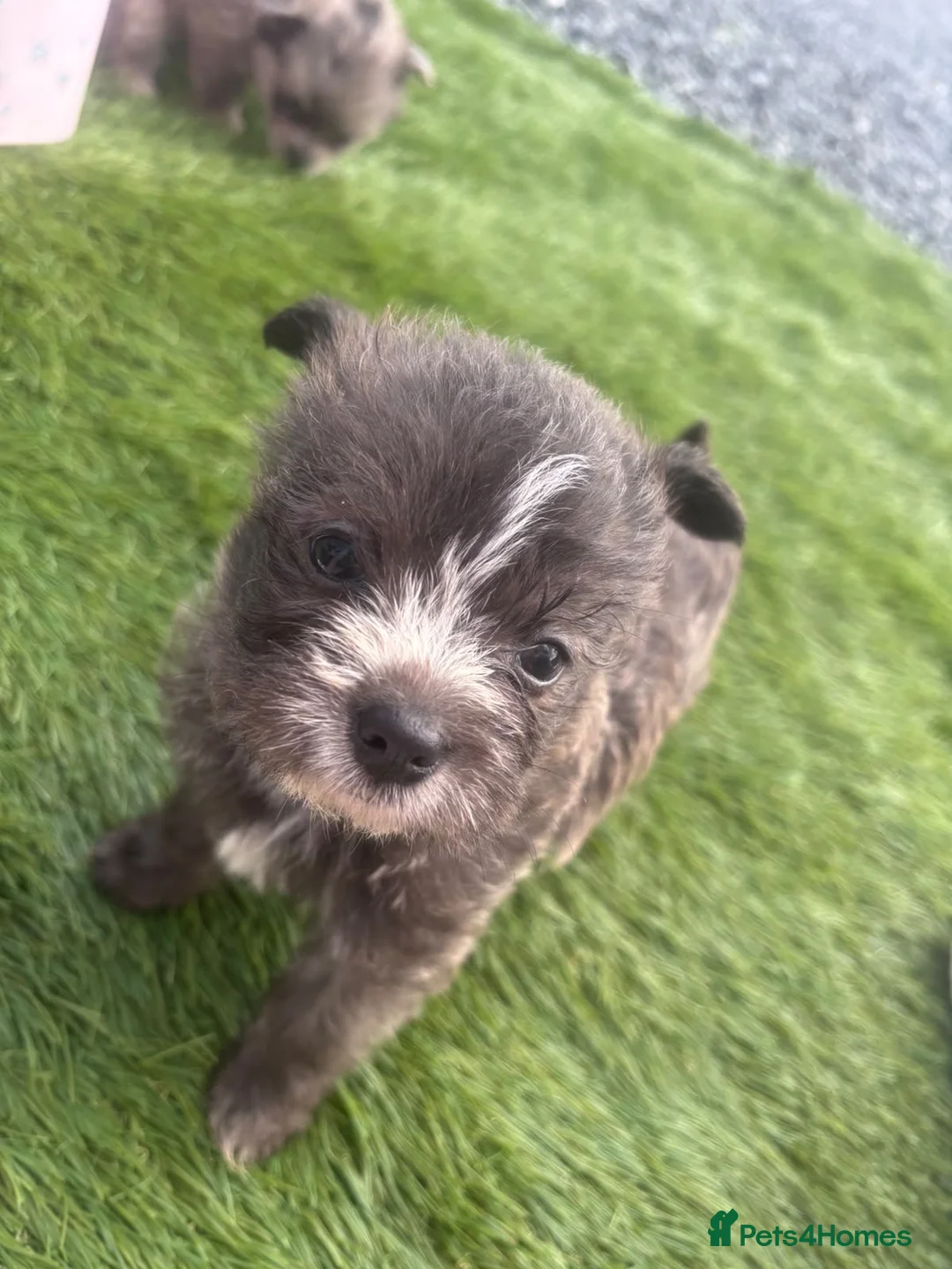 Mixed Breed dogs for sale: Pomchi shitzu puppies in Llanelli - Advert 9