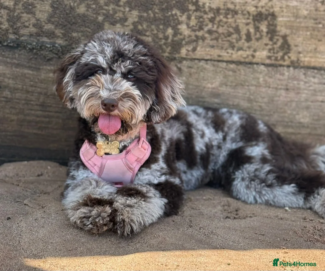 Australian Labradoodle dogs for sale: Australian labradoodles  - Advert 7