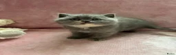 British Shorthair cats for sale: 🐾 Beautiful British Shorthair Kittens 🐾 - Advert 11