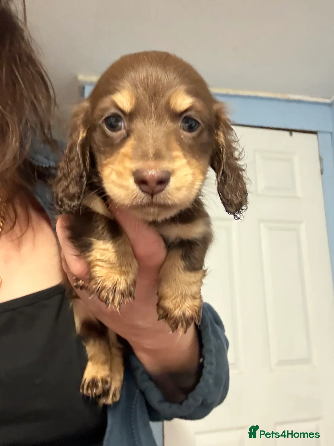 Miniature Dachshund dogs for sale: Miniature long haired Dachshund puppies Kc reg  - Advert 22