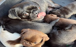 Pug dogs for sale: Amazing KC registered pug puppies - Image 4