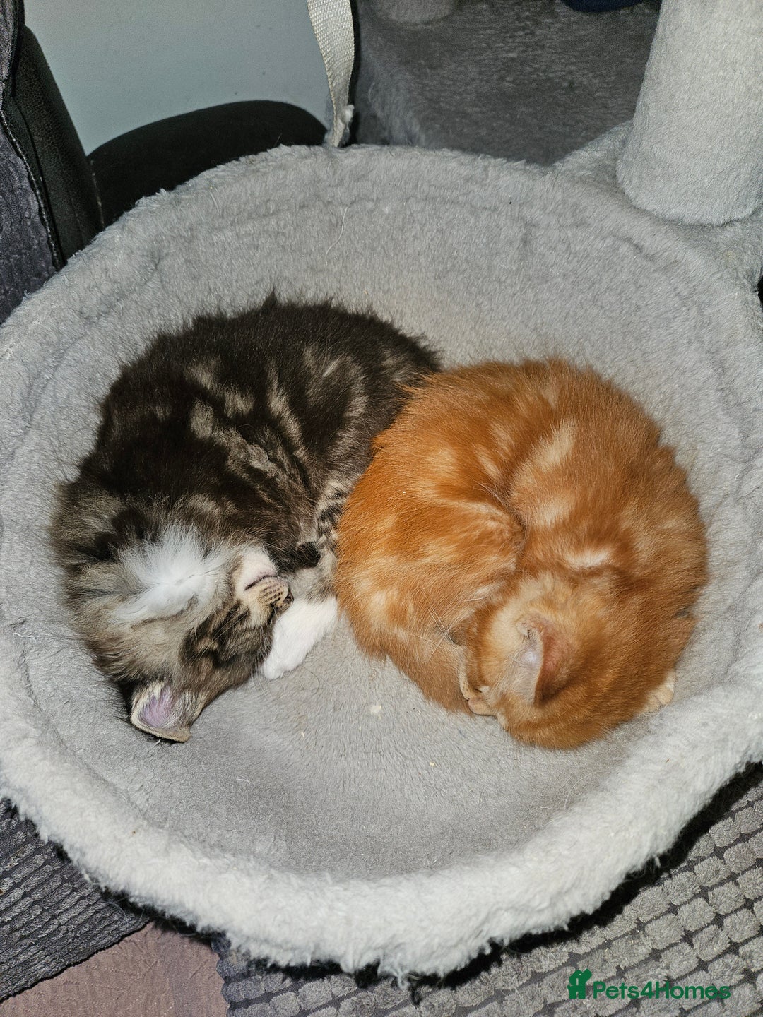 Maine Coon cats for sale: Beautiful main coon kitten ready for a new home. - Advert 4
