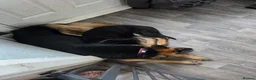 German Shepherd dogs for sale: Dolly and Toby - Advert 9