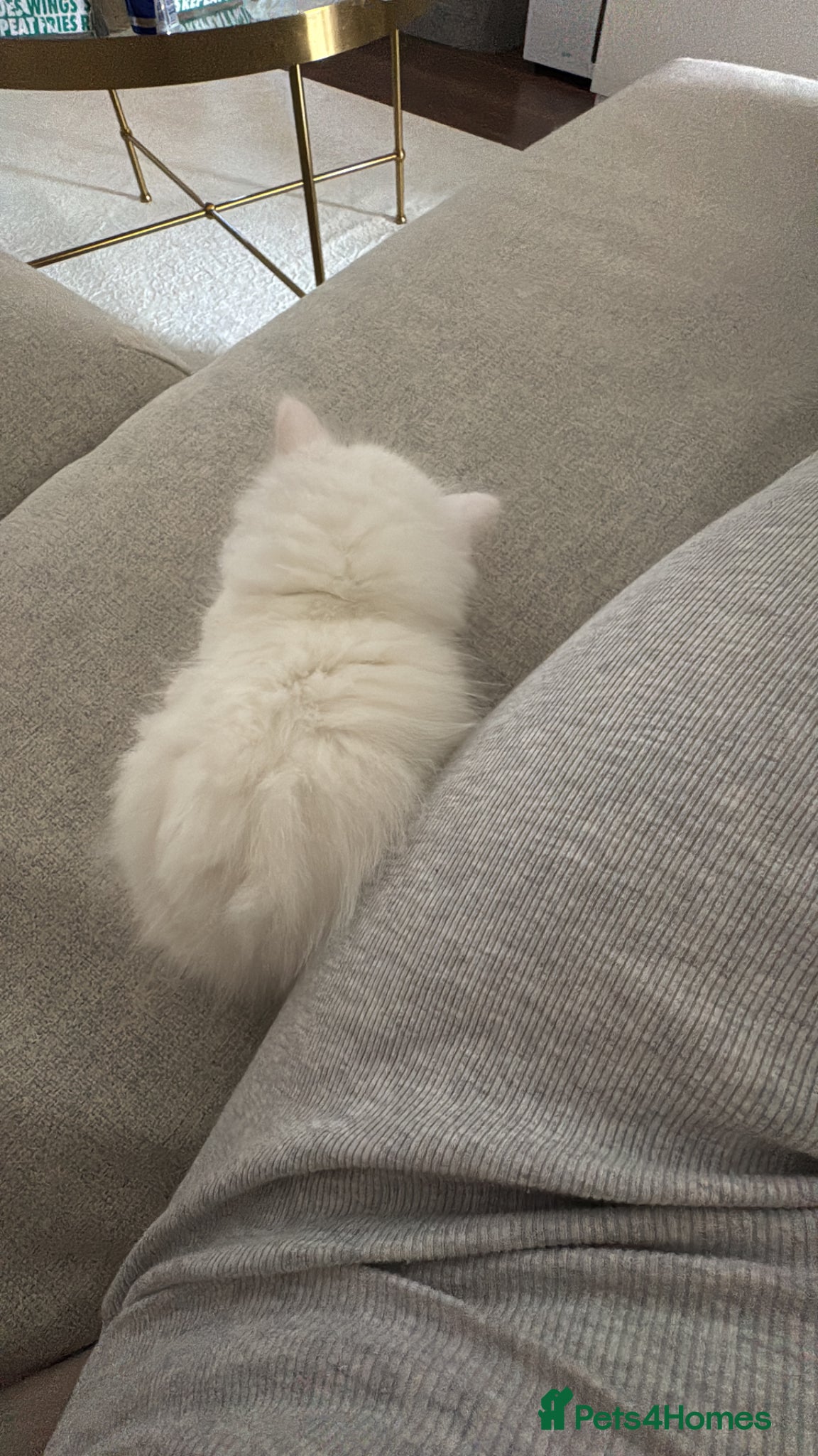 Siberian cats for sale: 🐾 Adorable Siberian Kittens  - Advert 16