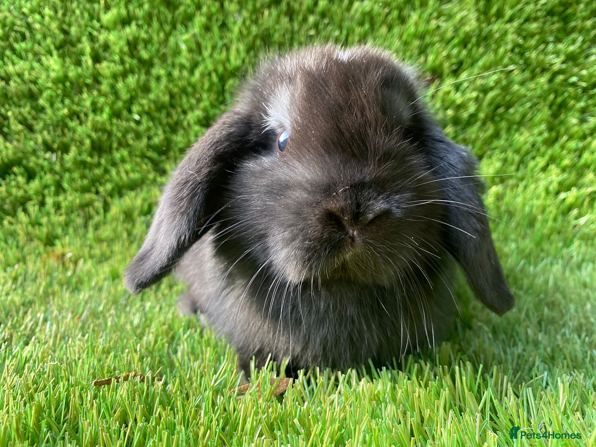 Mini Lion Lop rabbits Mini lops  - Advert 6
