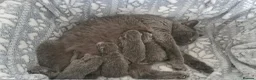 British Shorthair cats for sale: Beautiful British Blue kittens  - Advert 7