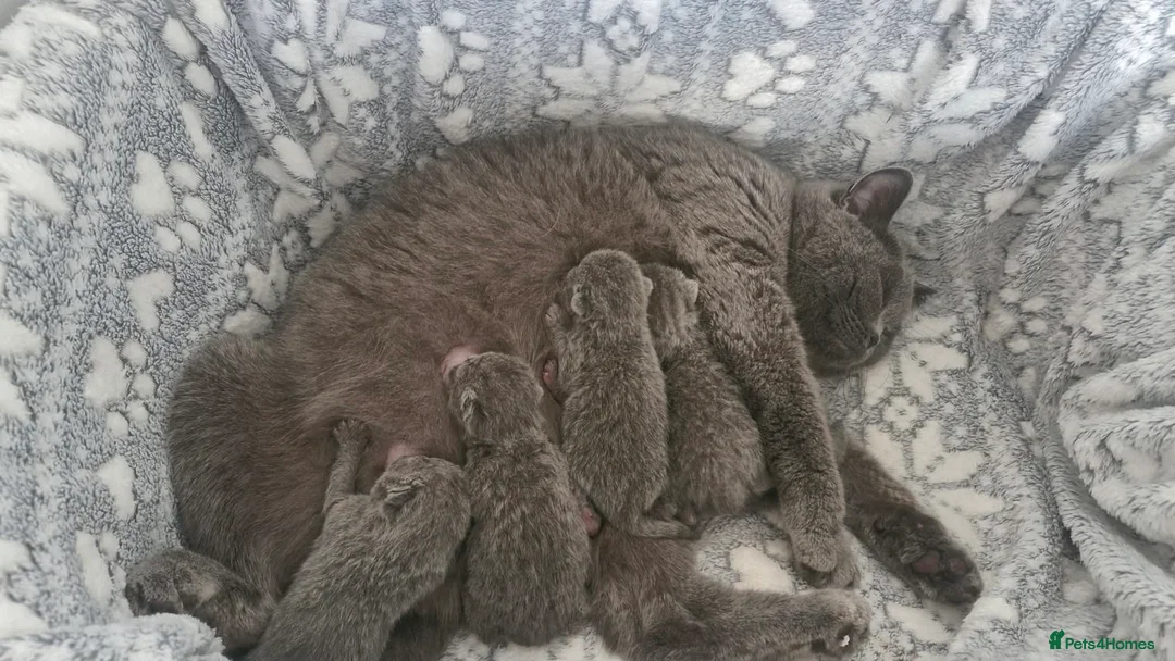 British Shorthair cats for sale: Beautiful British Blue kittens  - Advert 7