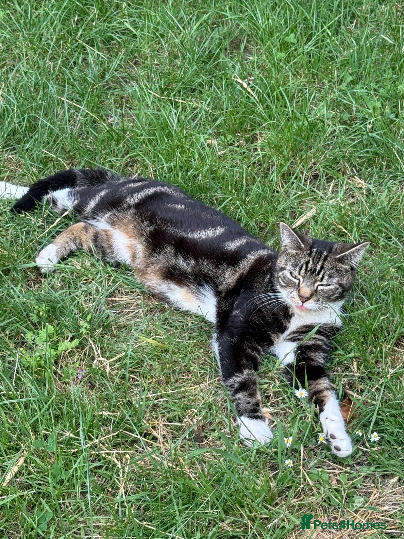 Mixed Breed cats Adorable tabby and grey kittens - Advert 2