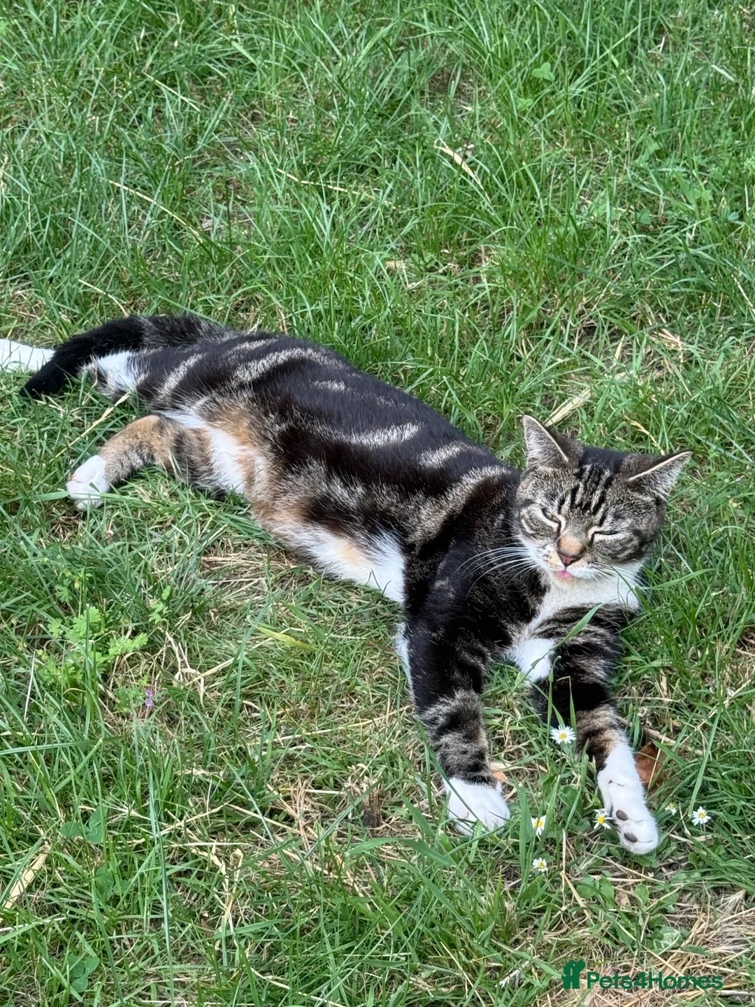 Mixed Breed cats for sale: Adorable tabby and grey kittens - Advert 2