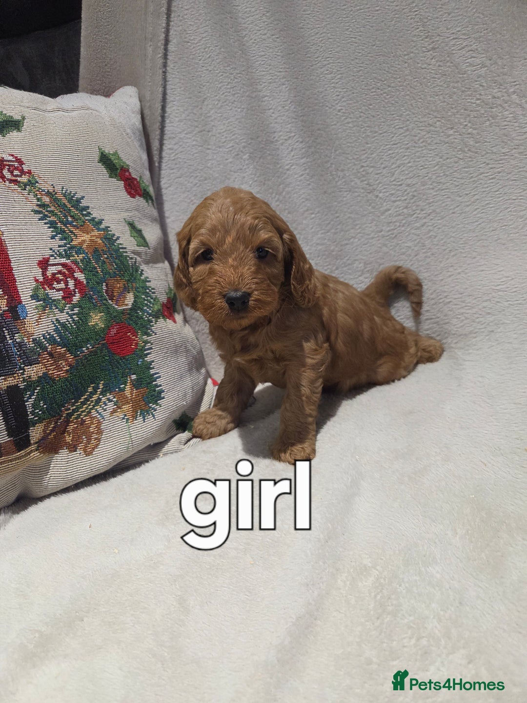 Cockapoo dogs for sale: Cockapoo puppys - Advert 2