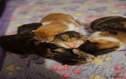 Mixed Breed cats for sale: Beautiful kittens - Advert 4