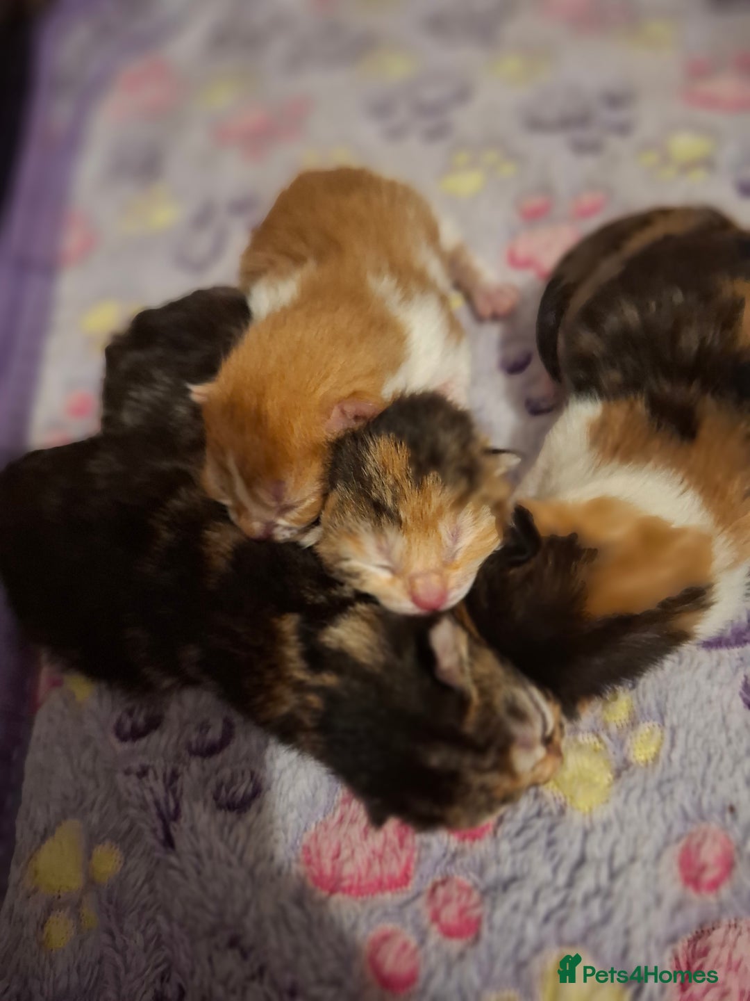 Mixed Breed cats for sale: Beautiful kittens - Advert 4
