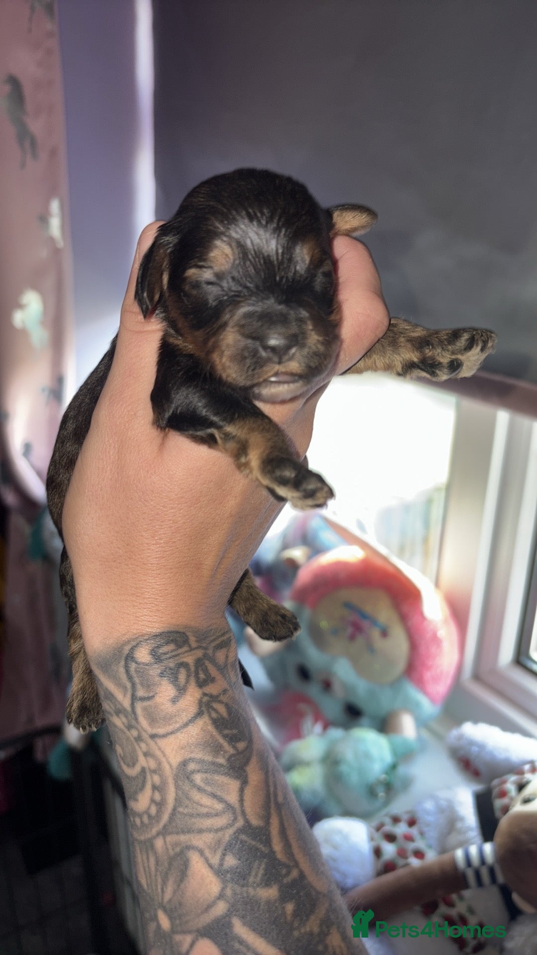 Cockapoo dogs for sale: Gorgeous cockapoo puppies  - Advert 9