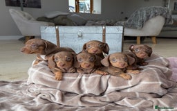 Miniature Dachshund dogs for sale: Absolutely beautiful kc reg miniature dachshunds  - Image 3